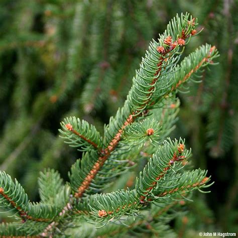 norway spruce picea abies needles